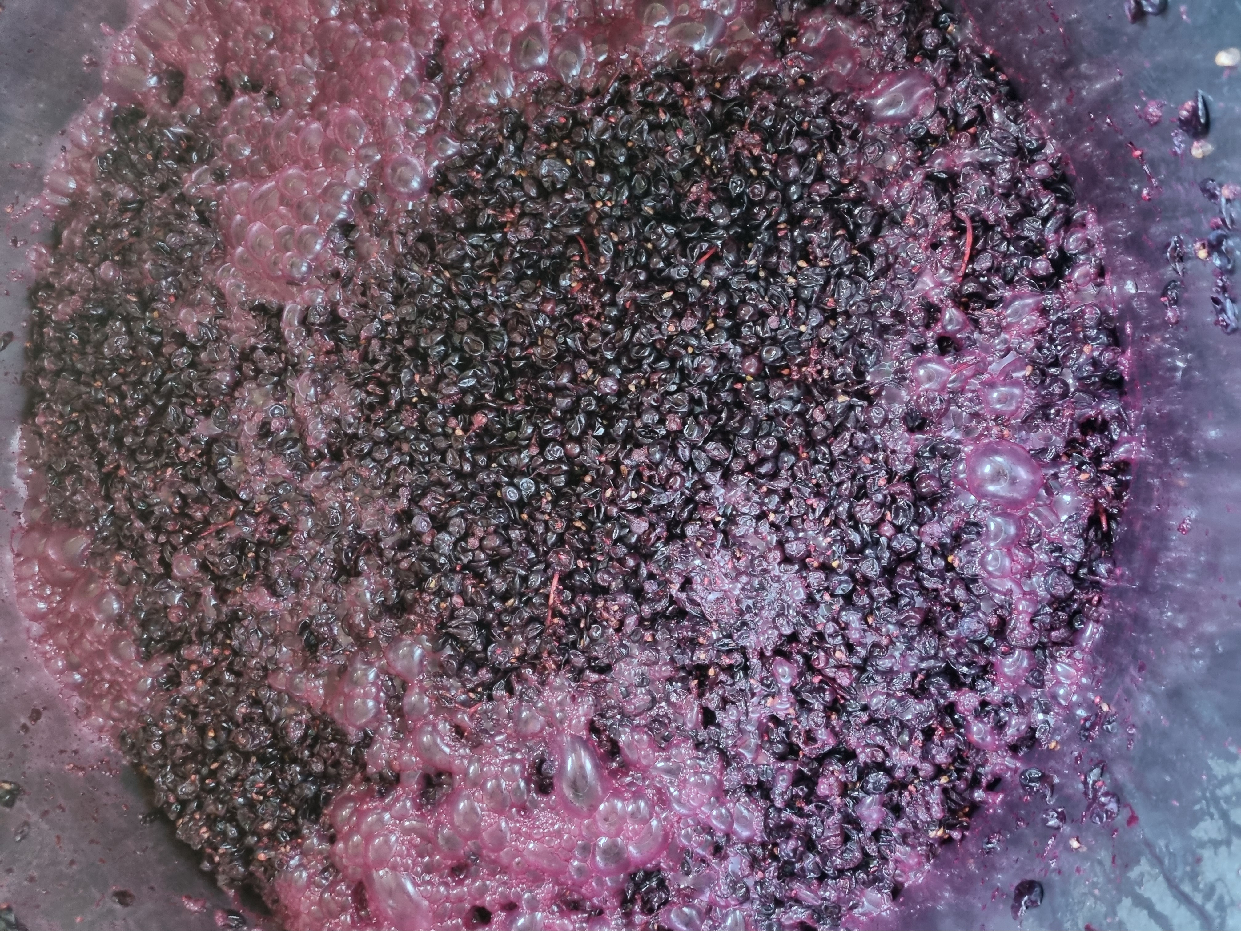 Dalla Vigna alla Cantina